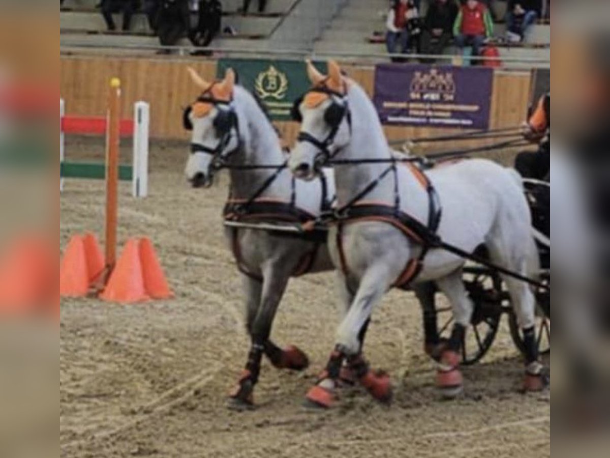 Lipizzaner Wallach 9 Jahre 157 cm White in Tass
