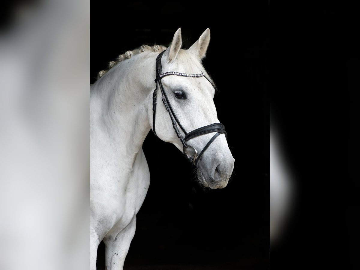 Lipizzano Castrone 10 Anni 155 cm Grigio in Schotten