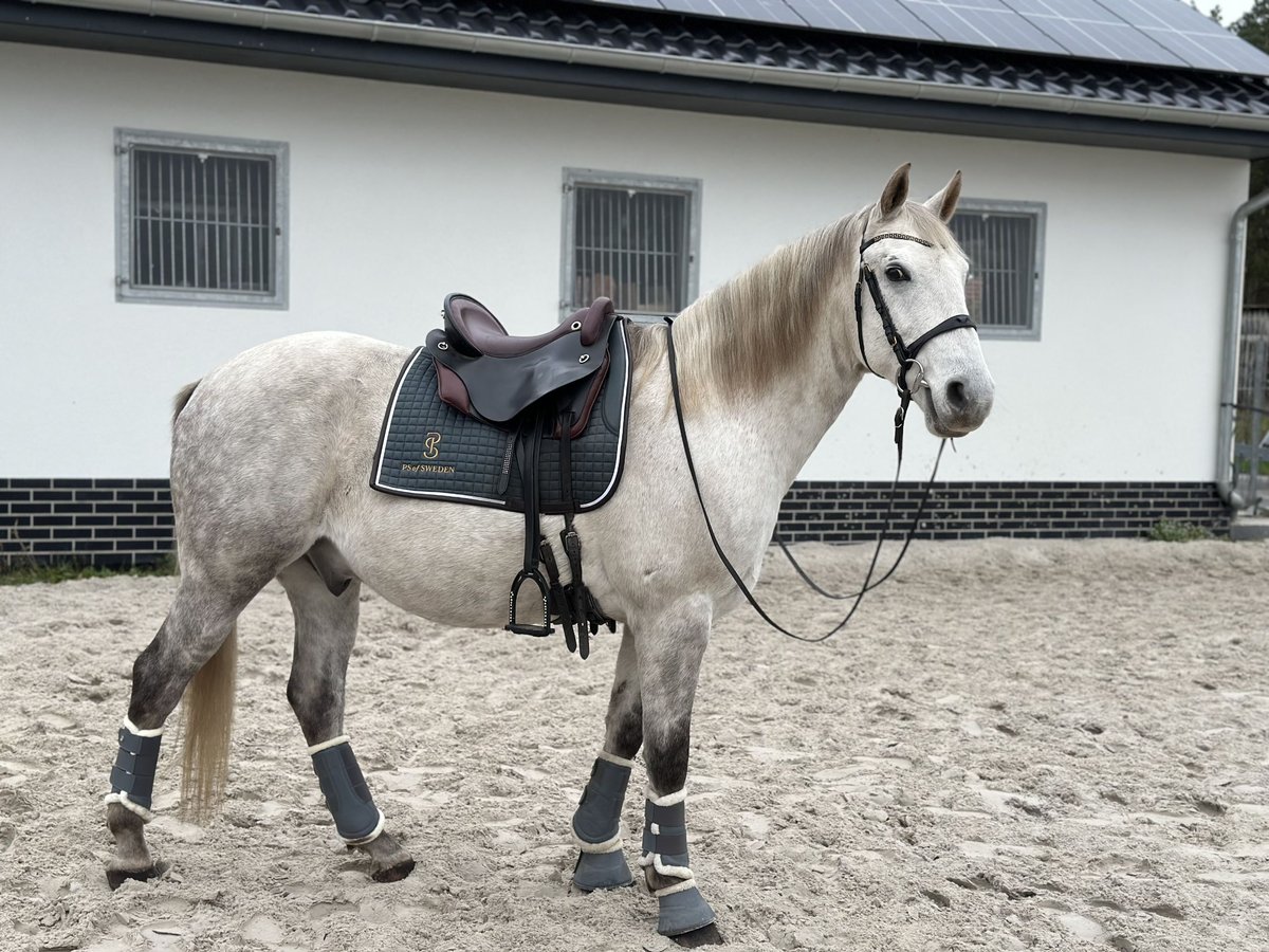 Lipizzano Castrone 10 Anni 156 cm Grigio trotinato in Löwenberger Land