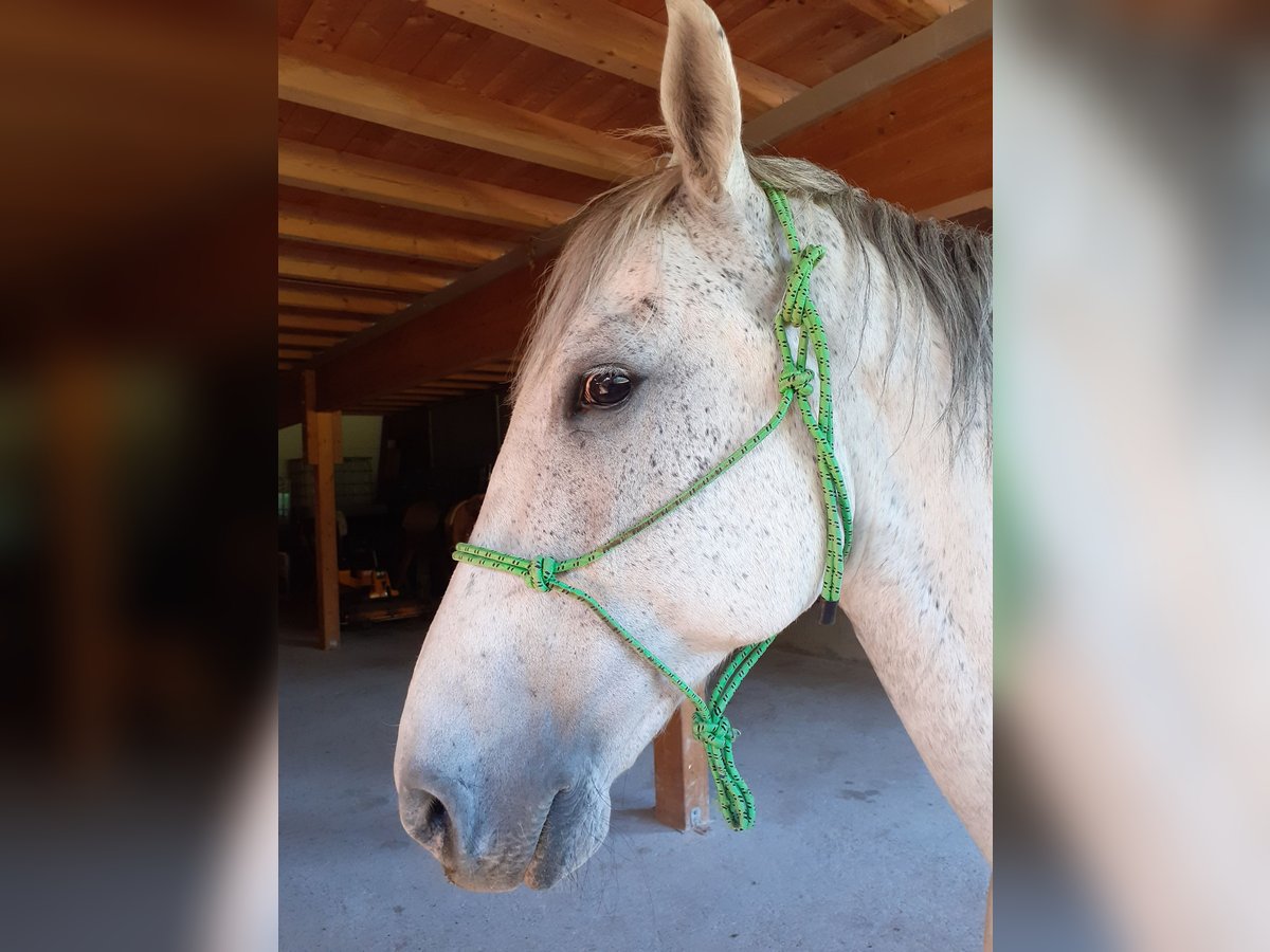 Lipizzano Castrone 10 Anni 160 cm Grigio in Geislingen an der Steige