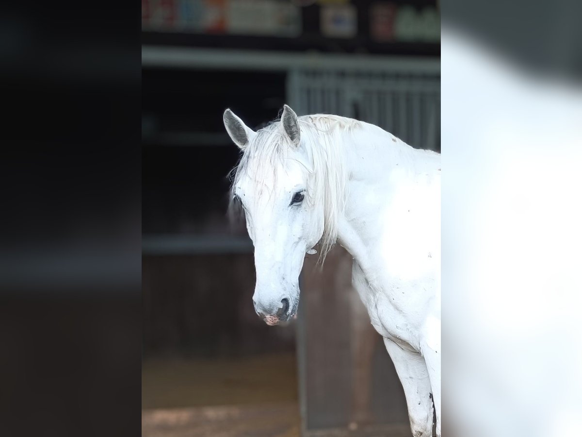 Lipizzano Castrone 10 Anni 160 cm Grigio in Baar