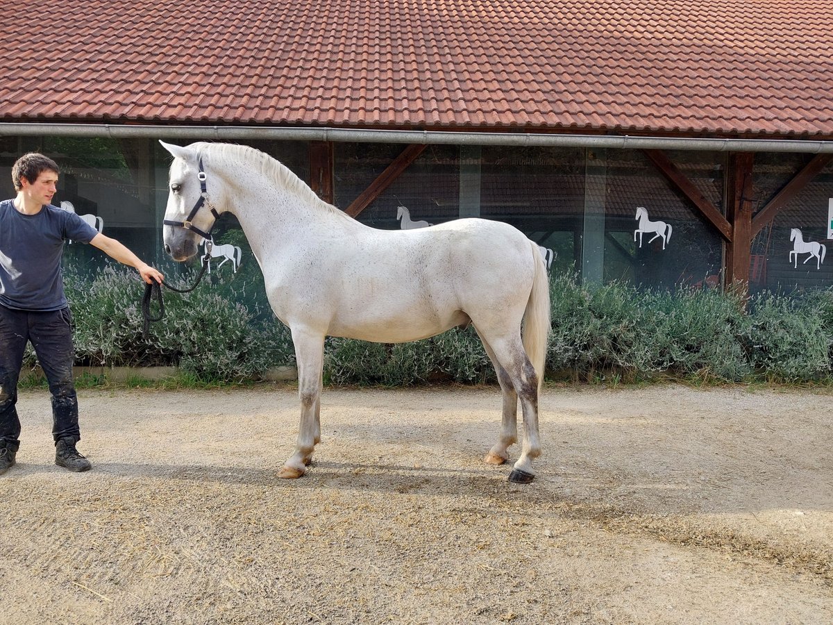 Lipizzano Castrone 12 Anni 155 cm Grigio in &#x160;entjernej