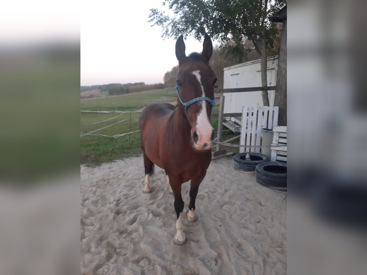 Lipizzano Castrone 13 Anni 160 cm Baio in Amstetten