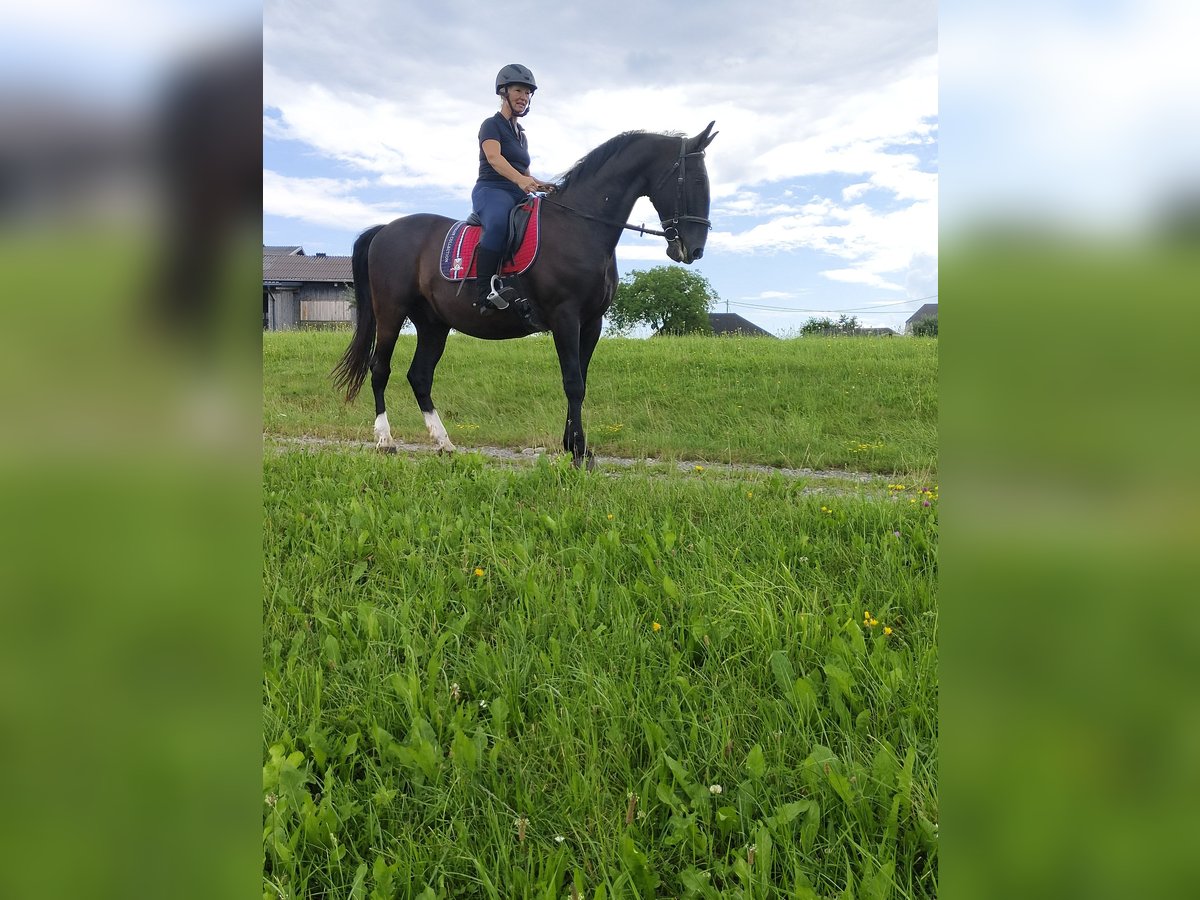 Lipizzano Castrone 13 Anni 161 cm Morello in Lembach