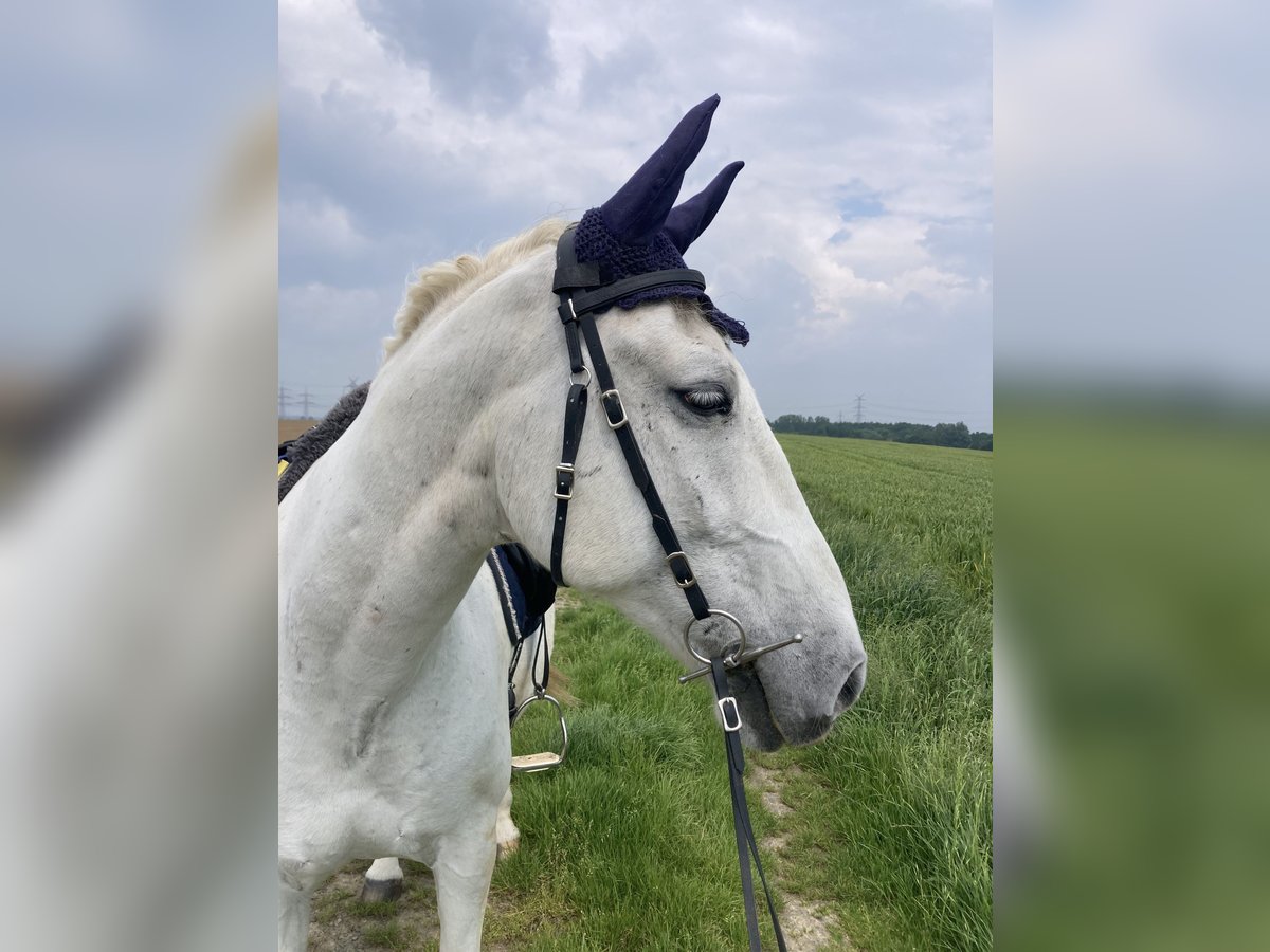 Lipizzano Castrone 14 Anni 155 cm Grigio in Pulheim