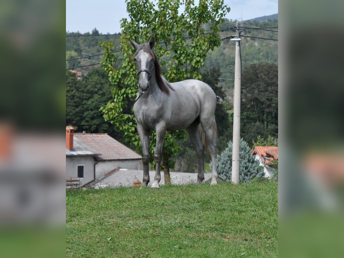 Lipizzano Castrone 1 Anno 157 cm Grigio in Velika Loka