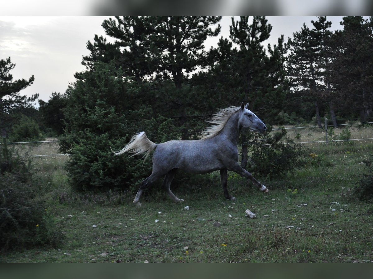 Lipizzano Castrone 3 Anni 152 cm Grigio in Kozina