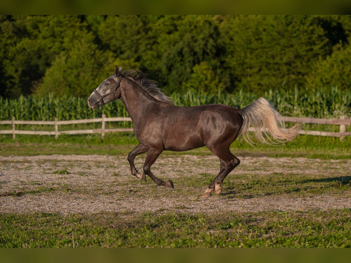 Lipizzano Castrone 3 Anni 160 cm Grigio ferro in Šentjernej