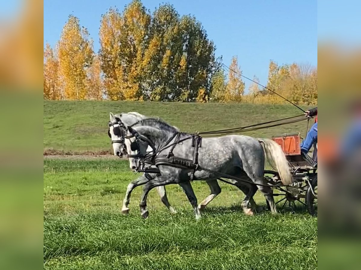 Lipizzano Castrone 5 Anni 160 cm Grigio in Tass