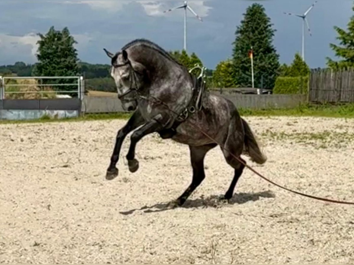 Lipizzano Castrone 6 Anni 159 cm Grigio pezzato in Schleiden