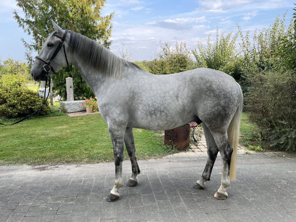 Lipizzano Castrone 6 Anni 165 cm Grigio in Seeham