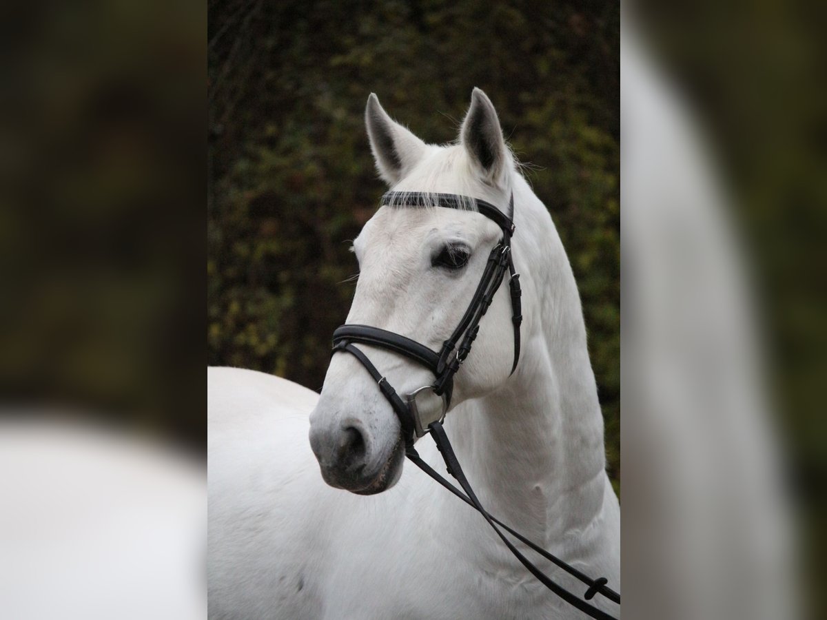 Lipizzano Castrone 7 Anni 156 cm Grigio in Herborn