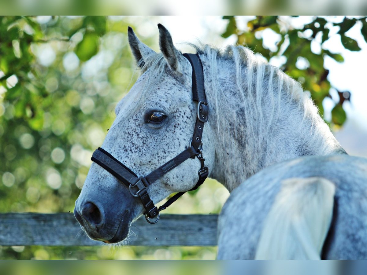 Lipizzano Castrone 7 Anni 156 cm Grigio in Ptuj