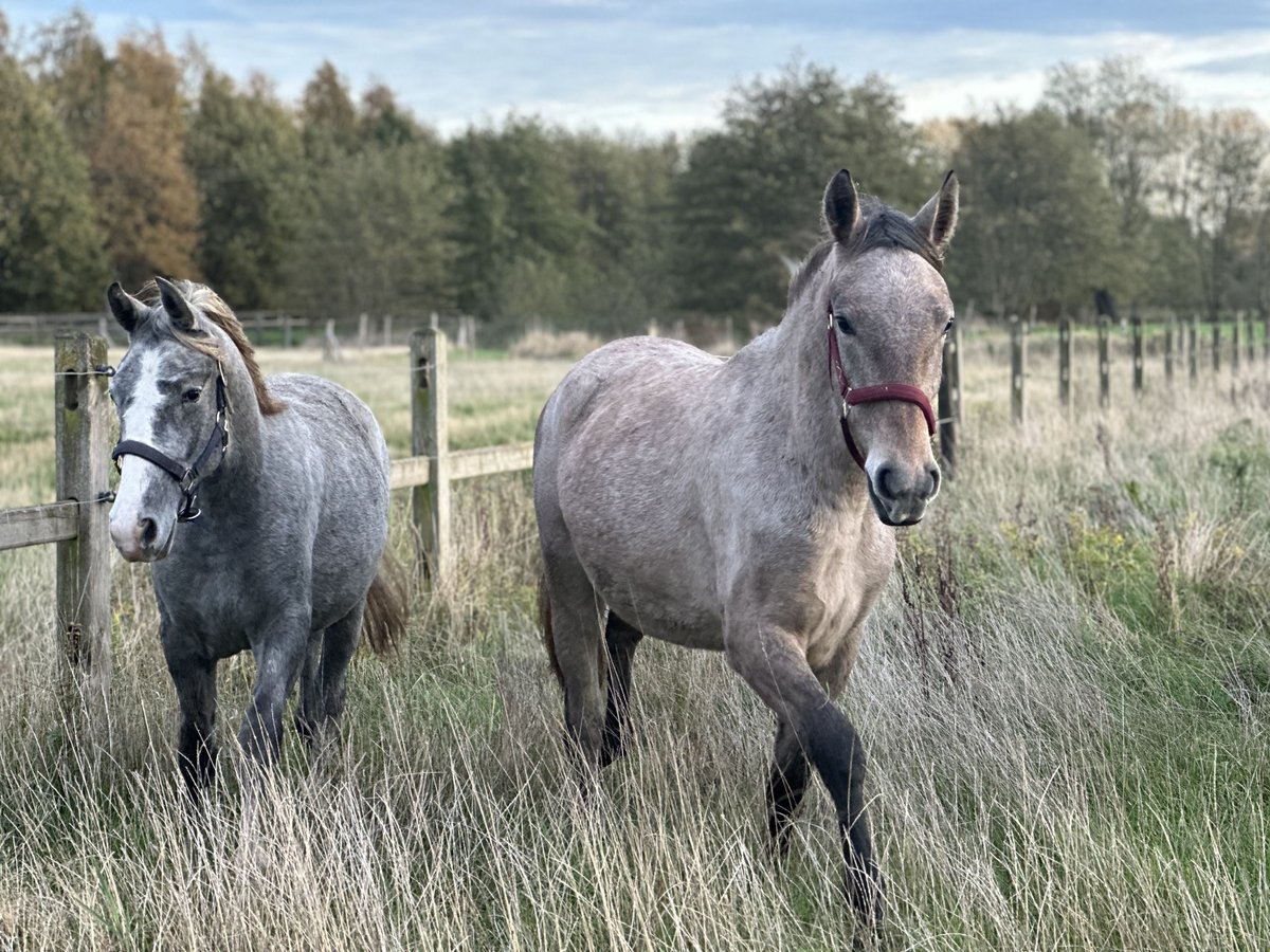 Lipizzano Giumenta 1 Anno 135 cm Grigio in HertsbergeRuddervoorde