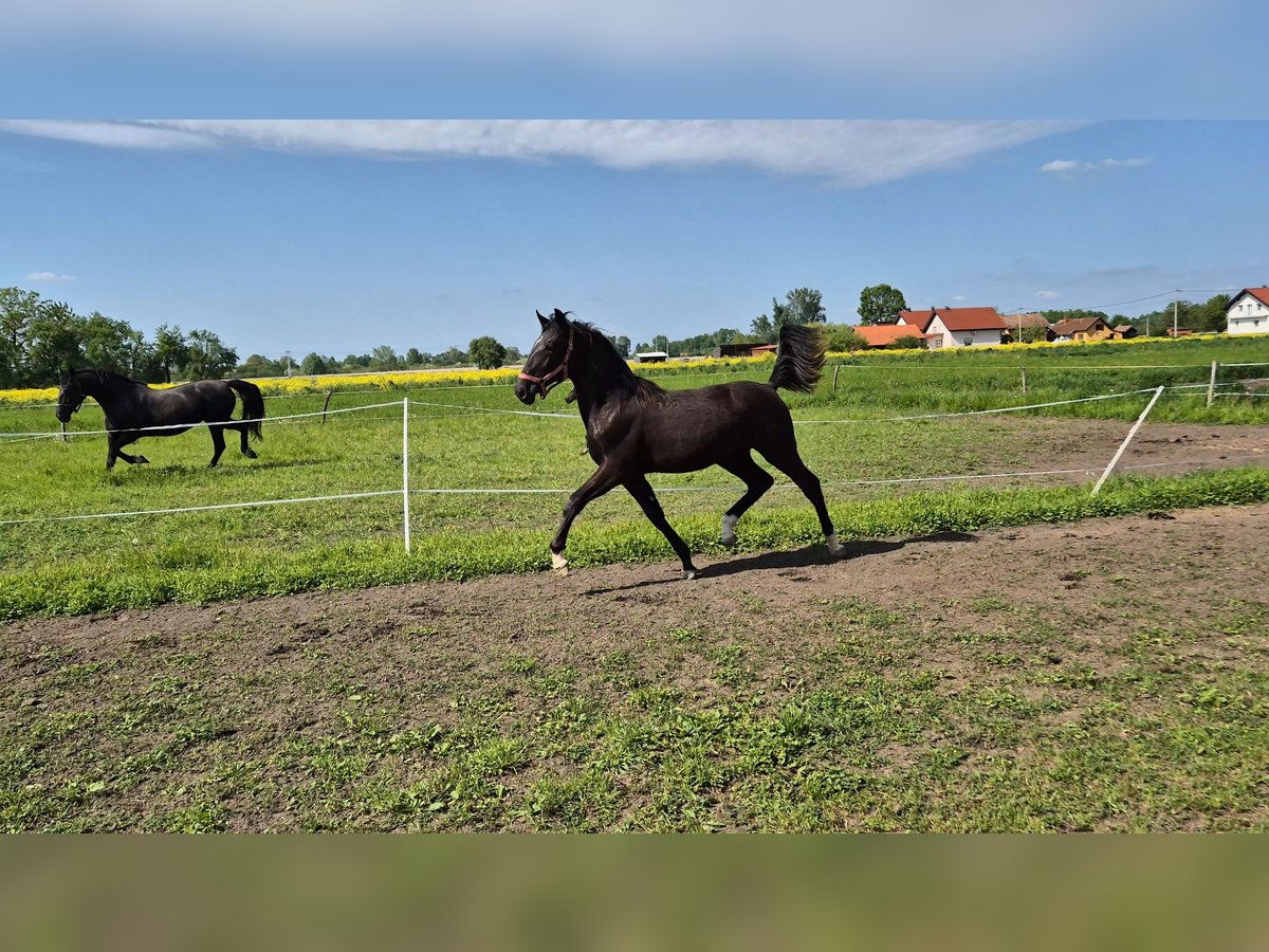 Lipizzano Giumenta 1 Anno 165 cm Morello in Strizivojna