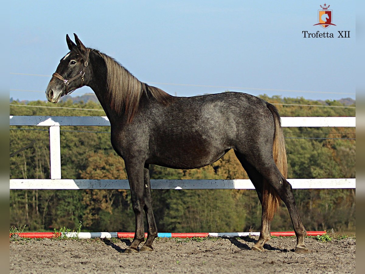 Lipizzano Giumenta 2 Anni 160 cm Grigio in Trnovska vas