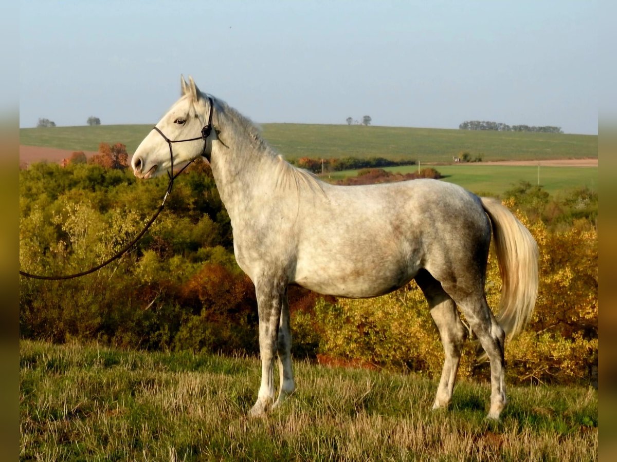 Lipizzano Giumenta 2 Anni Grigio in Fischamend-Dorf