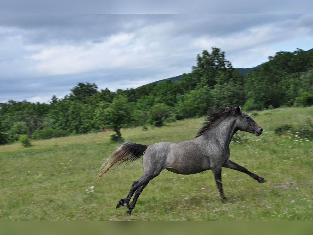 Lipizzano Giumenta 3 Anni 148 cm Grigio in Kozina