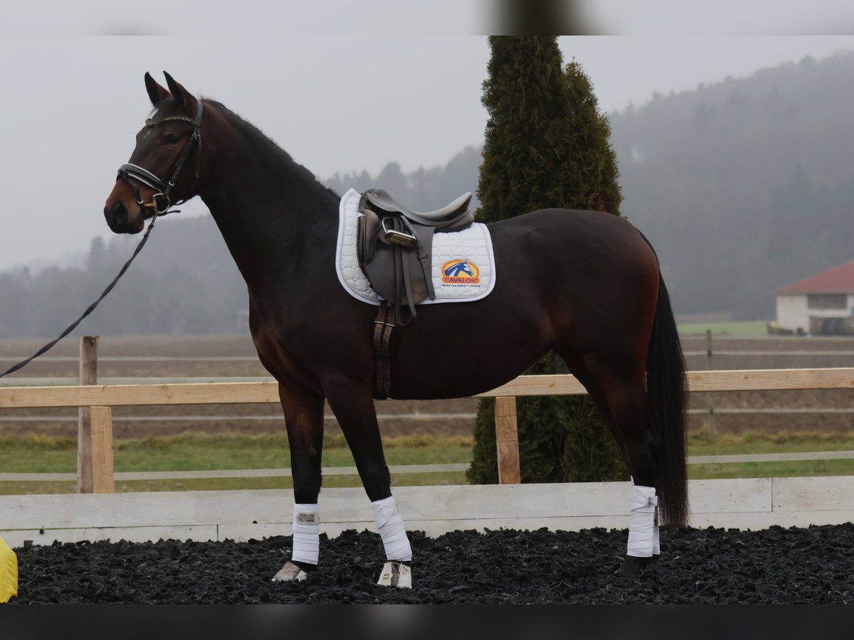 Lipizzano Giumenta 3 Anni 165 cm Baio in St Marein bei Graz