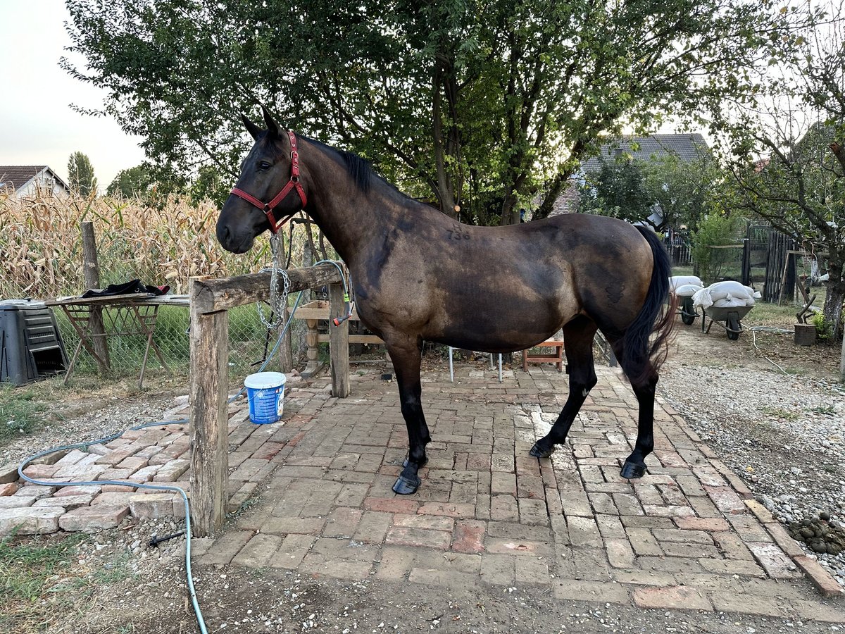 Lipizzano Giumenta 6 Anni 162 cm Baio in Antunovac