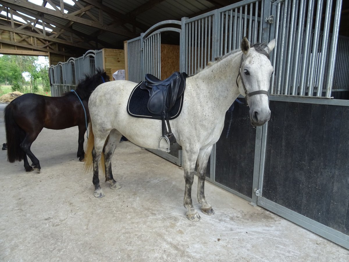 Lipizzano Giumenta 9 Anni 154 cm Grigio trotinato in juayé monday
