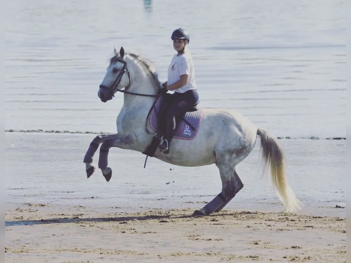 Lipizzanos Mestizo Caballo castrado 12 años 159 cm Tordo rodado in Ovelgönne