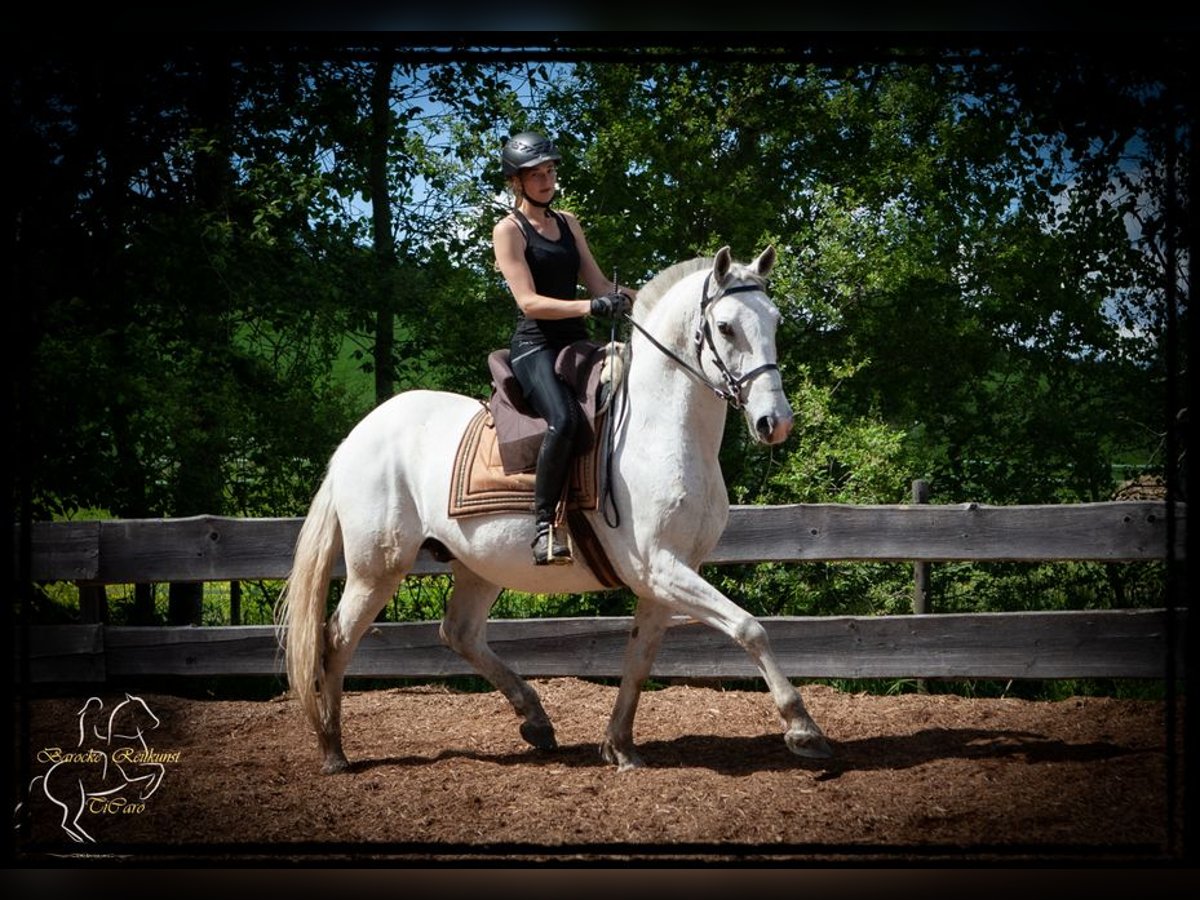 Lipizzanos Caballo castrado 15 años 158 cm Tordo in Patersdorf