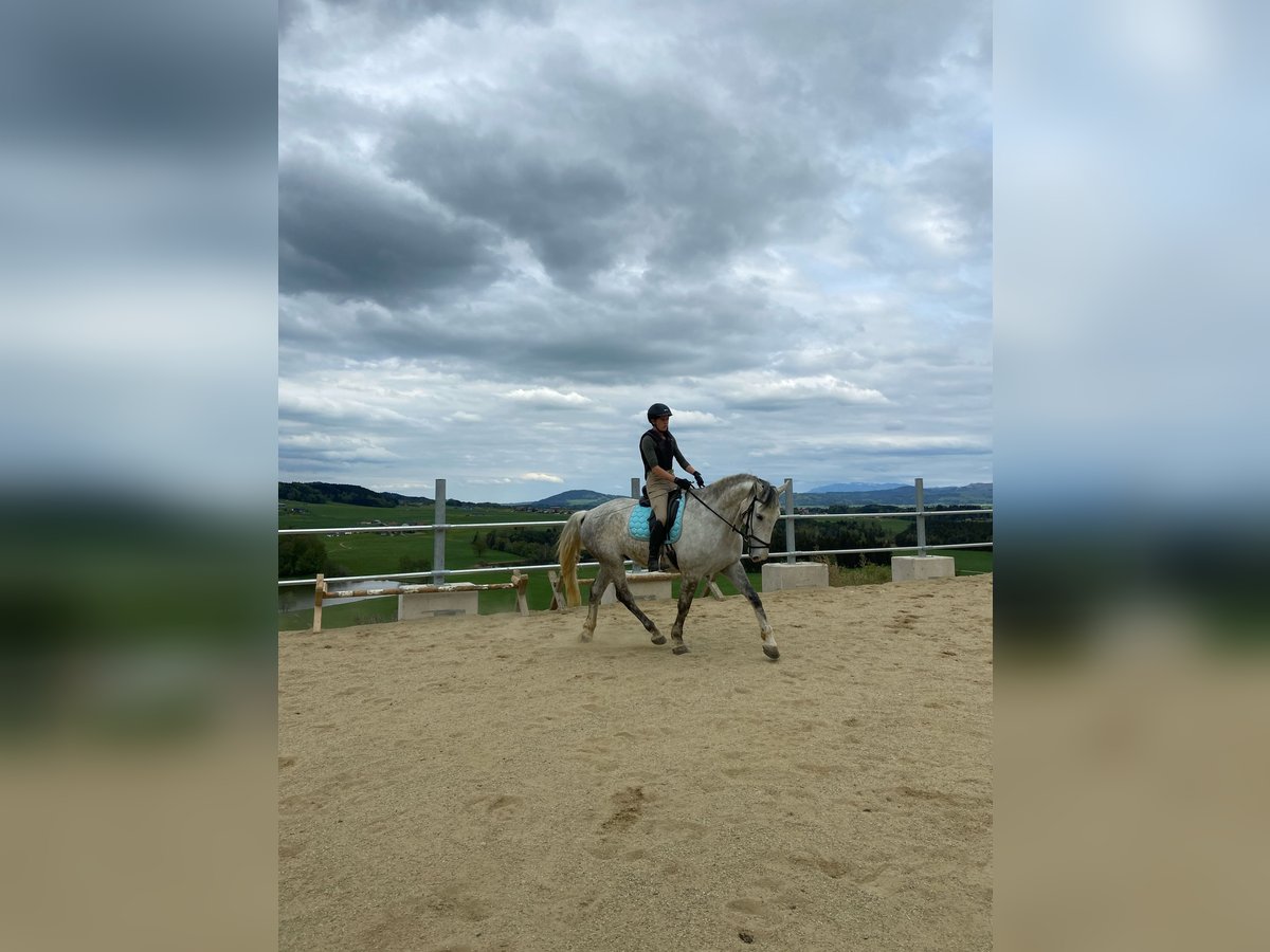 Lipizzanos Caballo castrado 7 años 168 cm Tordo rodado in Mattsee