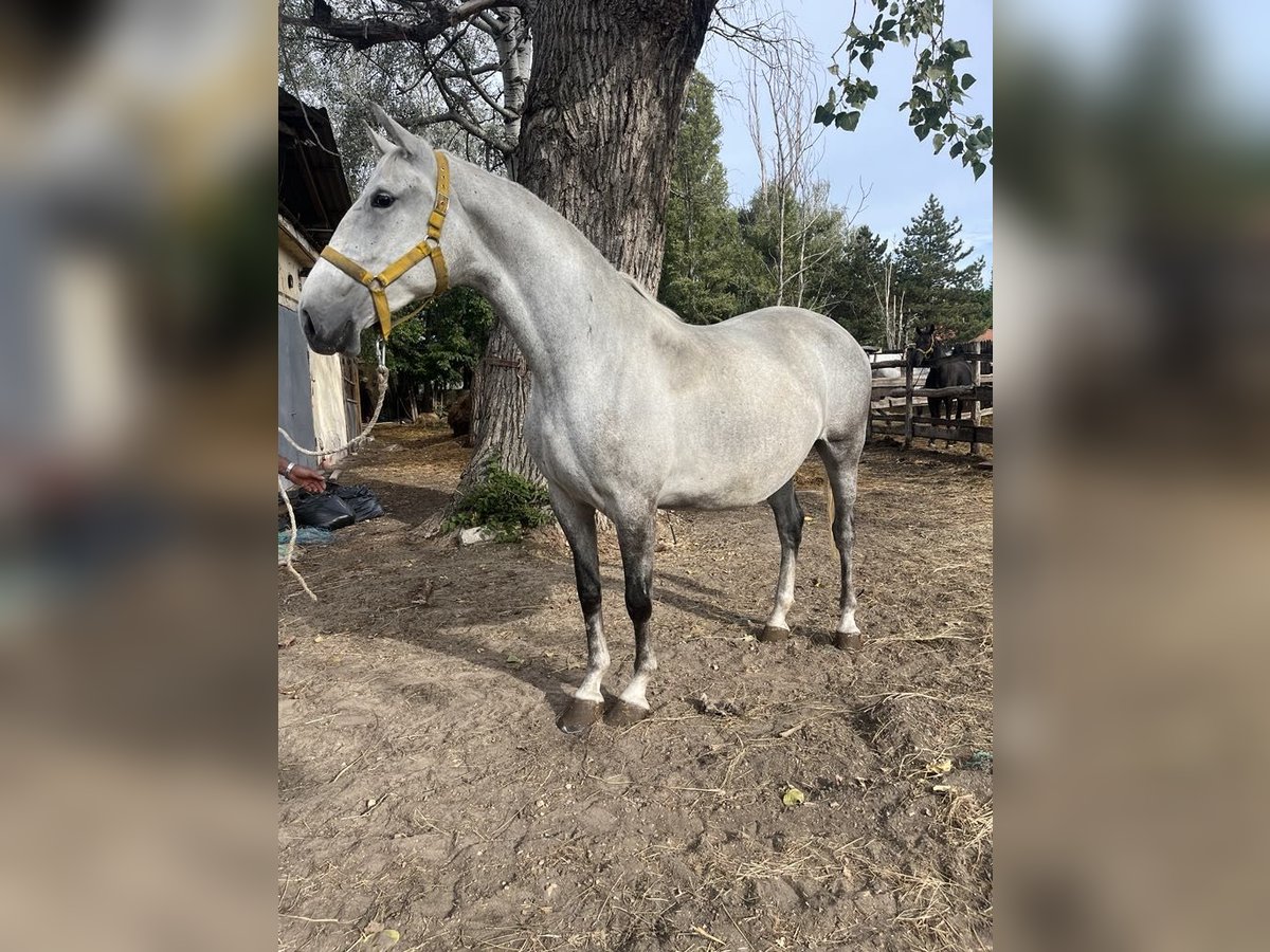 Lipizzanos Yegua 4 años 170 cm Tordo rodado in Kiskunhalas