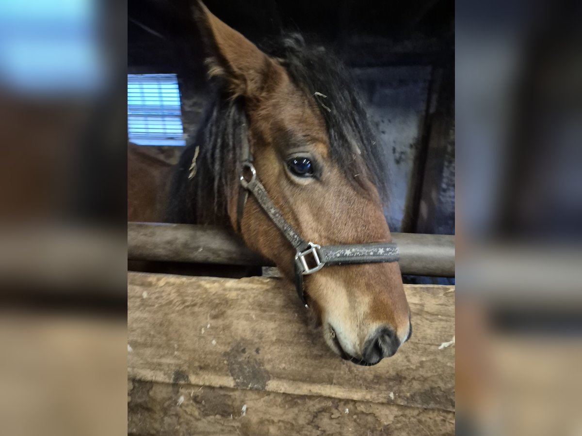 Liten tysk ridhäst Sto 1 år 134 cm Mörkbrun in Vreden