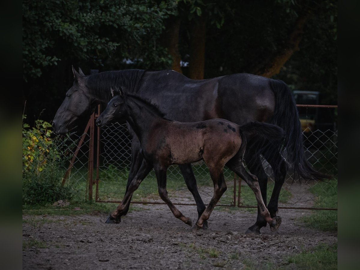 Liten tysk ridhäst Sto Föl (05/2024) 125 cm Svart in Niepars