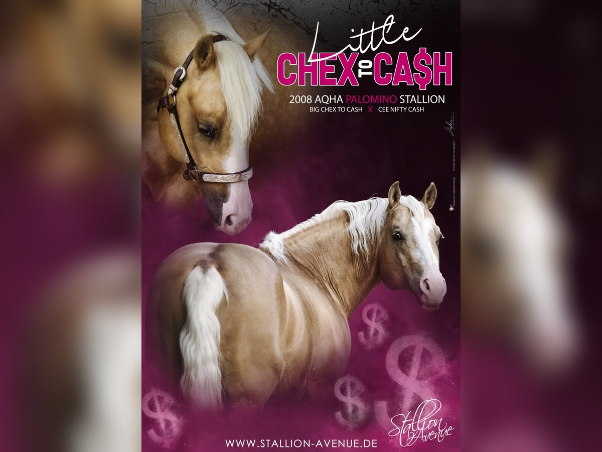 LITTLE CHEX TO CASH American Quarter Horse Stallion Palomino in Waldshut-Tiengen