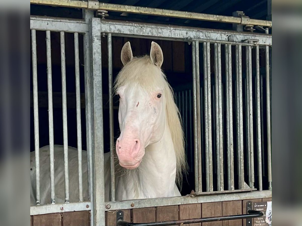 Lord V. -Few Spot- macht bunte Fohlen Knabstrup Stallion White in Oeversee