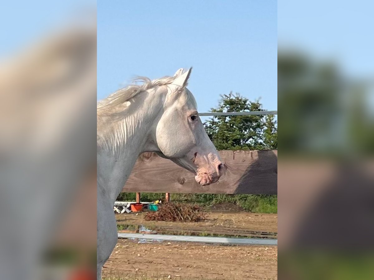 Lord Voldemort -Few Spot Knabstrupper Hengst White in Oeversee