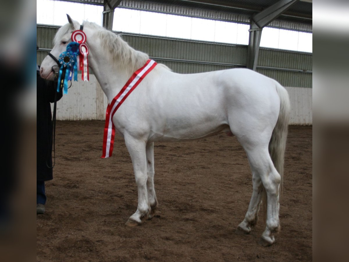 Lord Voldemort -Few Spot Knabstrupper Hengst White in Oeversee