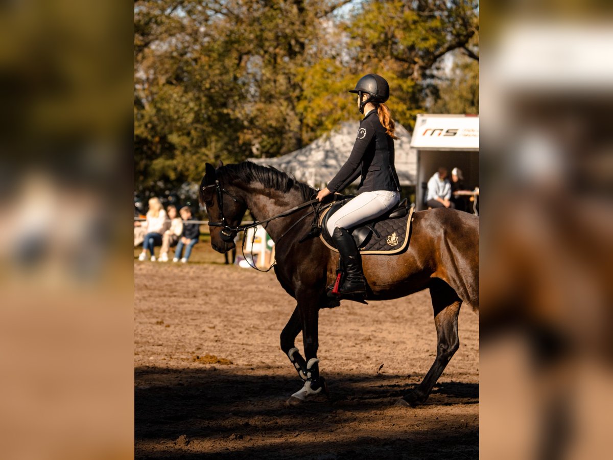 Łotewski koń gorącokrwisty Wałach 5 lat 155 cm Gniada in Riga