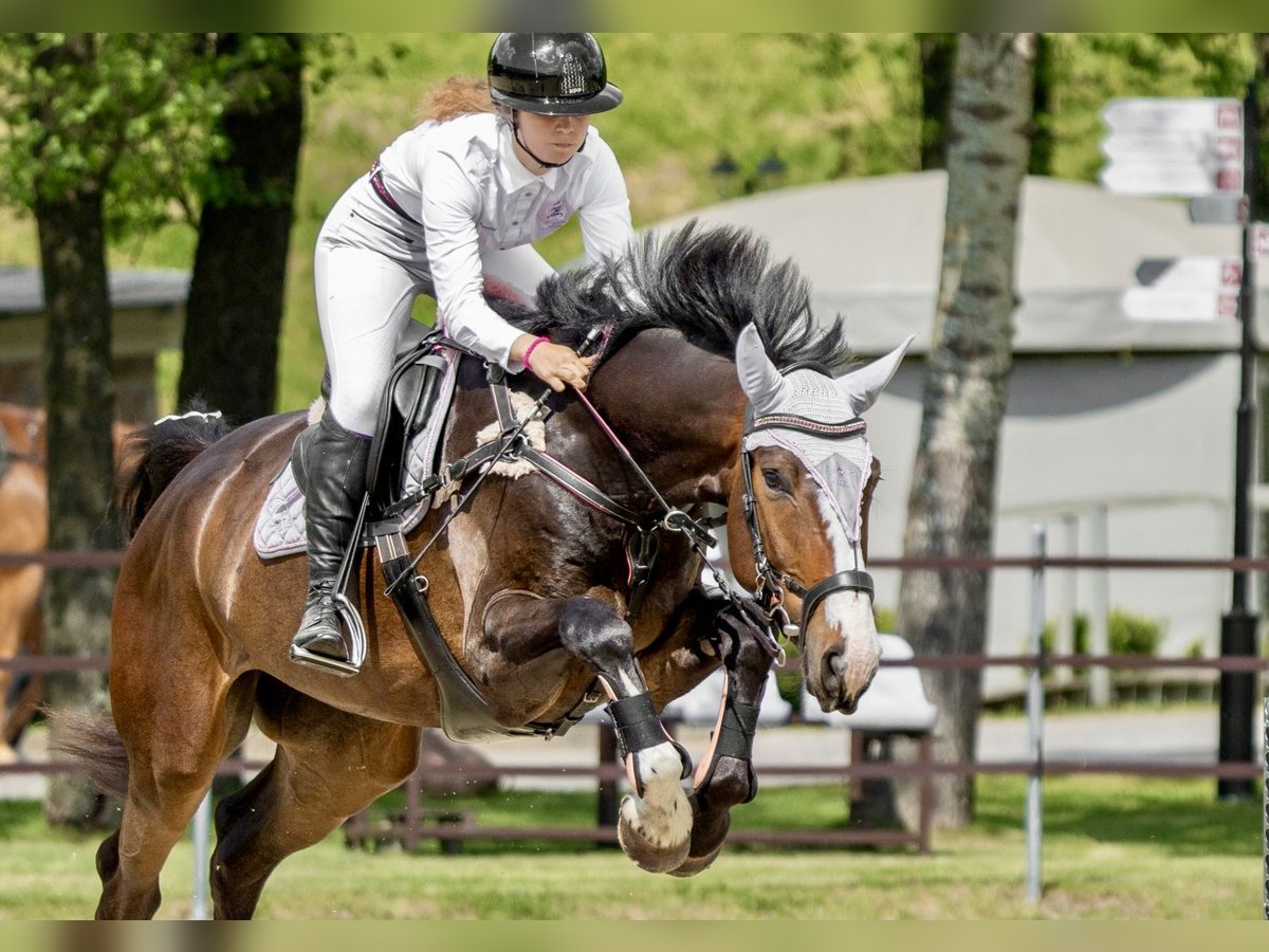 Łotewski koń gorącokrwisty Wałach 6 lat 175 cm Ciemnogniada in Grobina