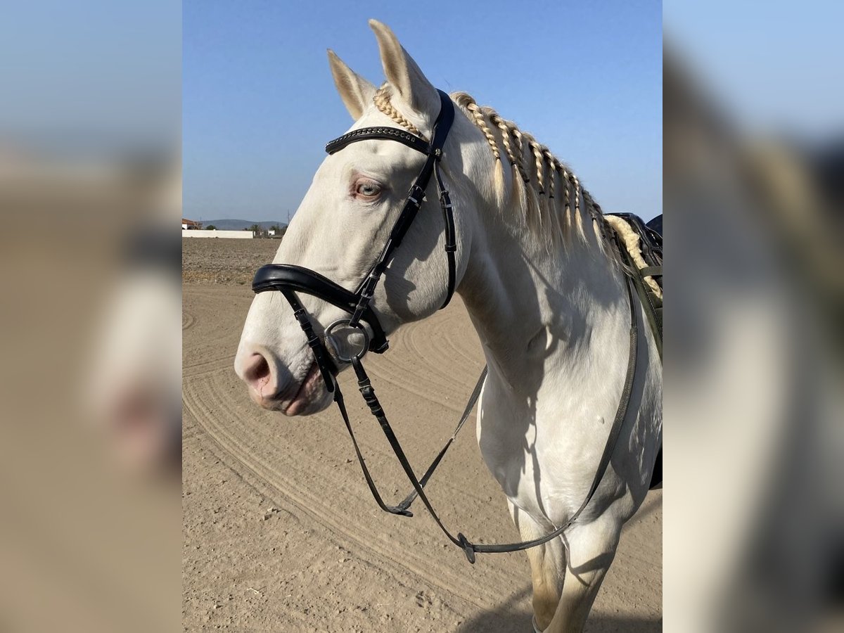 Lusitanien Étalon 10 Ans 163 cm Cremello in Talarrubias