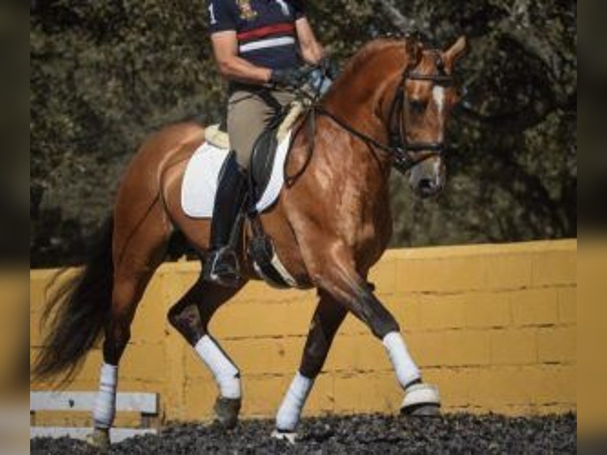 Lusitanien Croisé Étalon 10 Ans 163 cm Tovero-toutes couleurs in PORTUGAL