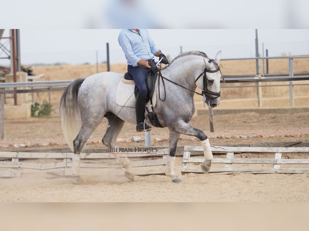 Lusitanien Étalon 10 Ans 164 cm Gris in NAVAS DEL MADRONO