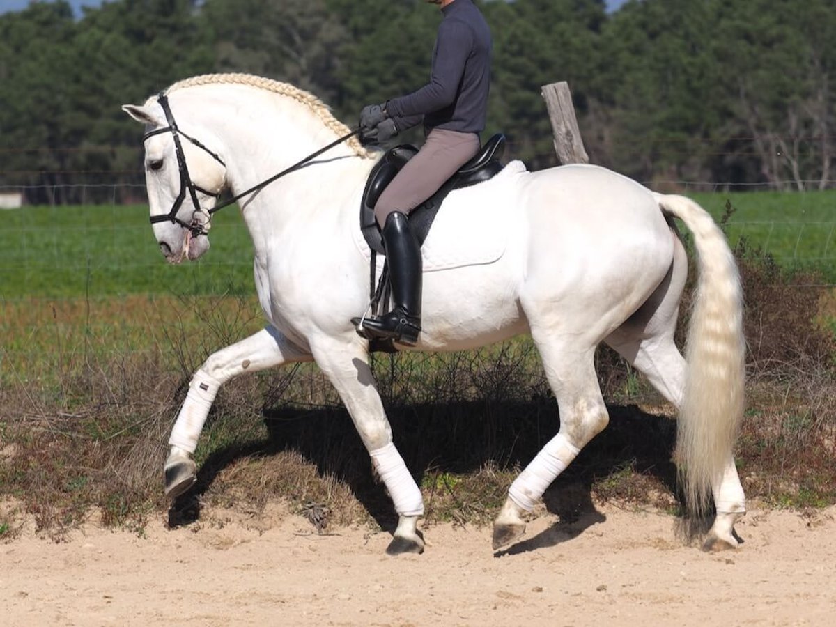 Lusitanien Étalon 10 Ans 165 cm Gris in Navas Del Madroño