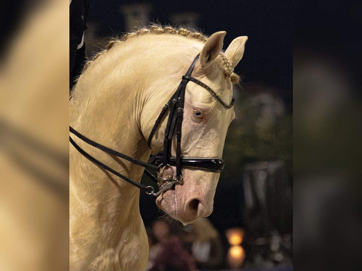 Lusitanien Étalon 10 Ans 168 cm Cremello in Trofa