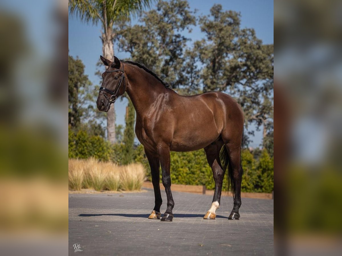 Lusitanien Croisé Étalon 10 Ans 168 cm Noir in Lisbon