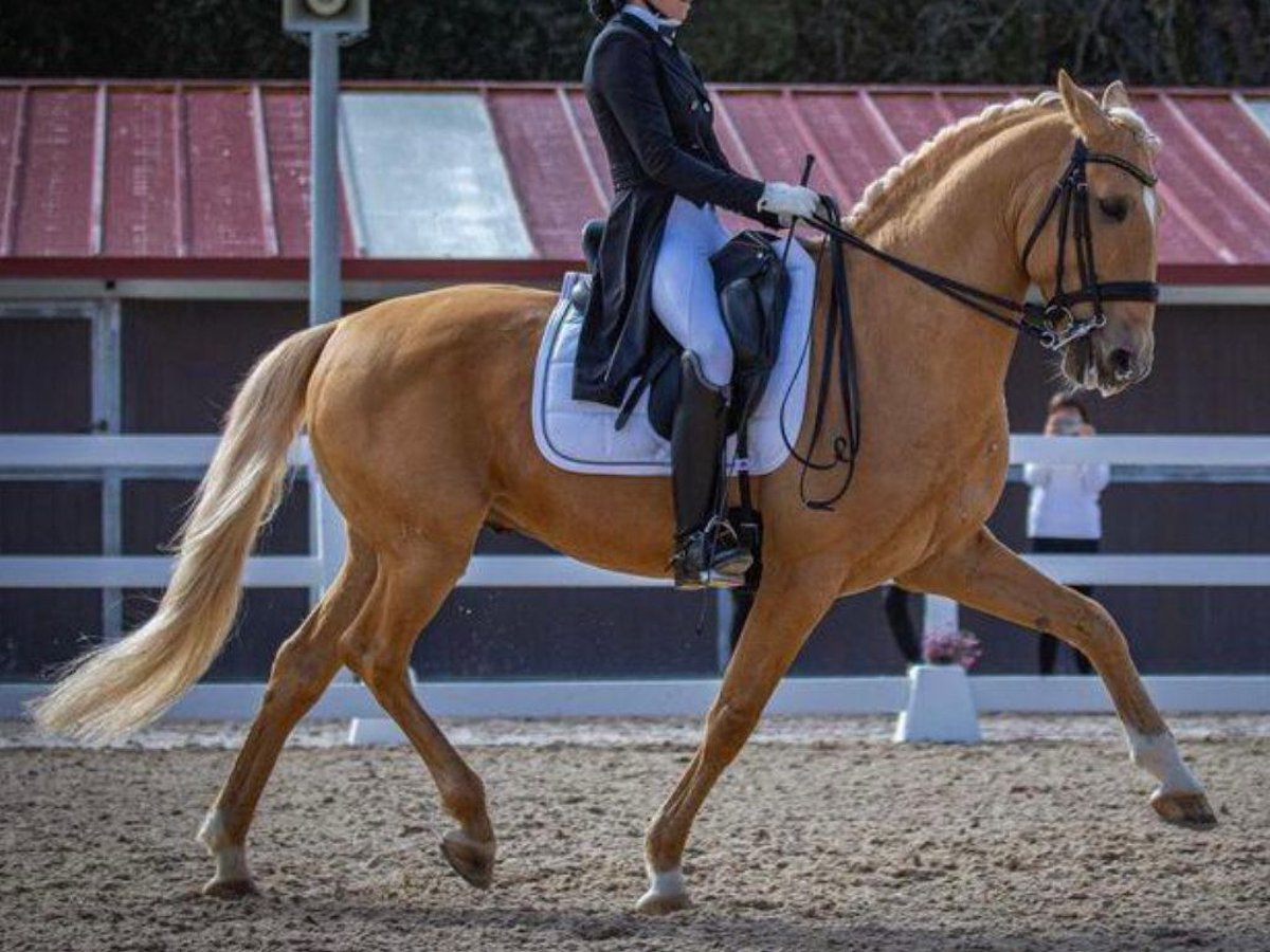 Lusitanien Étalon 11 Ans 158 cm Palomino in Navas Del Madroño