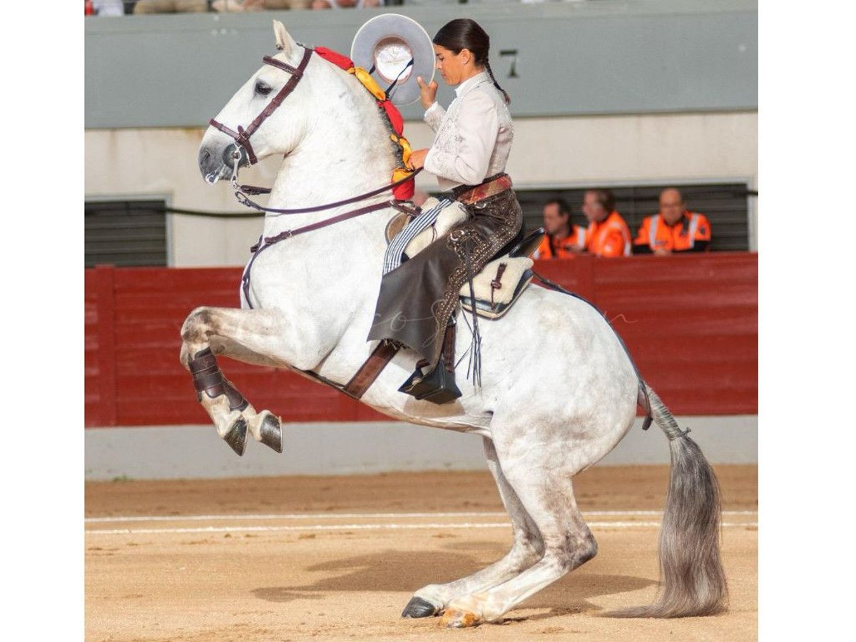 Lusitanien Étalon 11 Ans 164 cm Gris in NAVAS DEL MADRONO