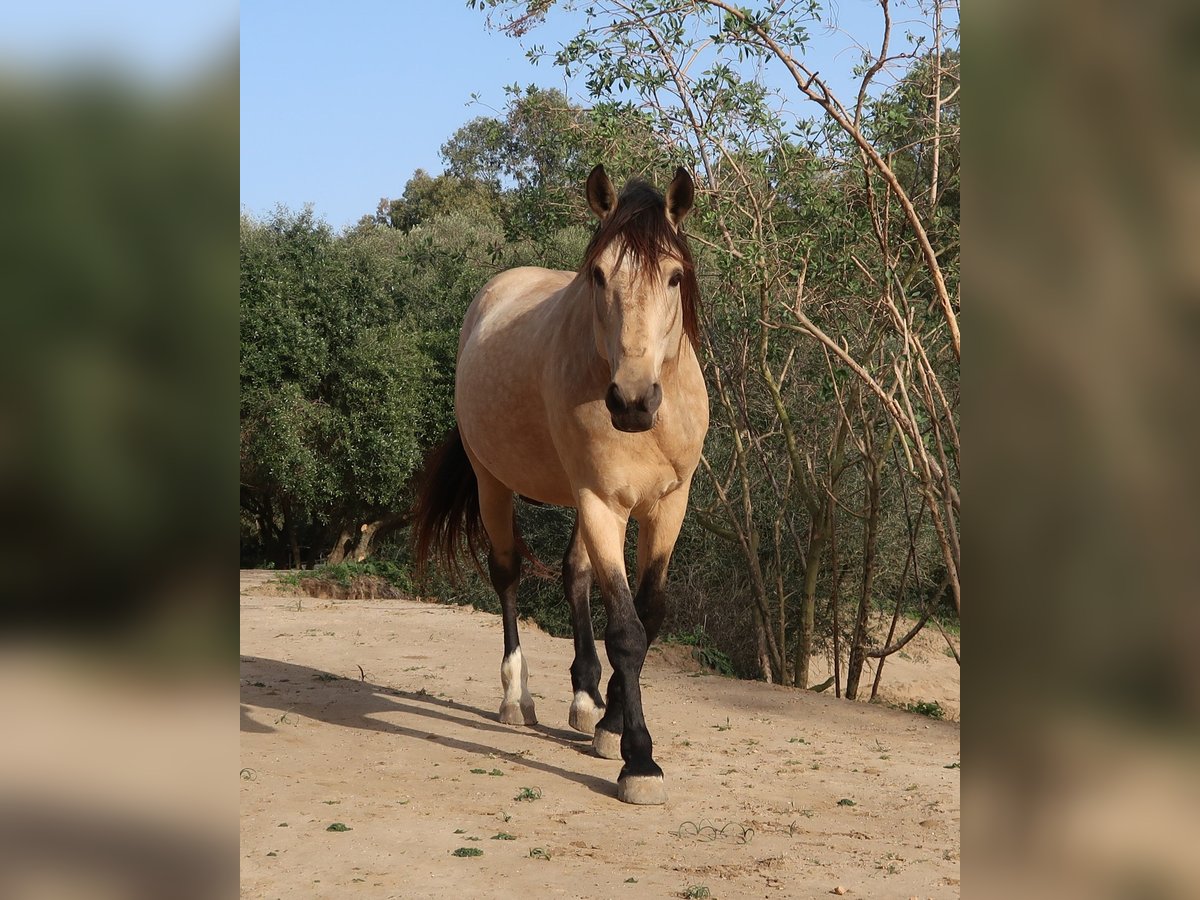 Lusitanien Étalon 11 Ans 168 cm Buckskin in Weilheim