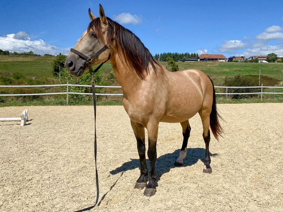 Lusitanien Étalon 11 Ans 168 cm Buckskin in Weilheim