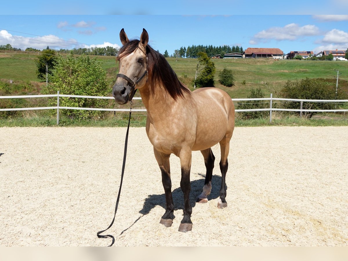 Lusitanien Étalon 12 Ans 168 cm Buckskin in Weilheim