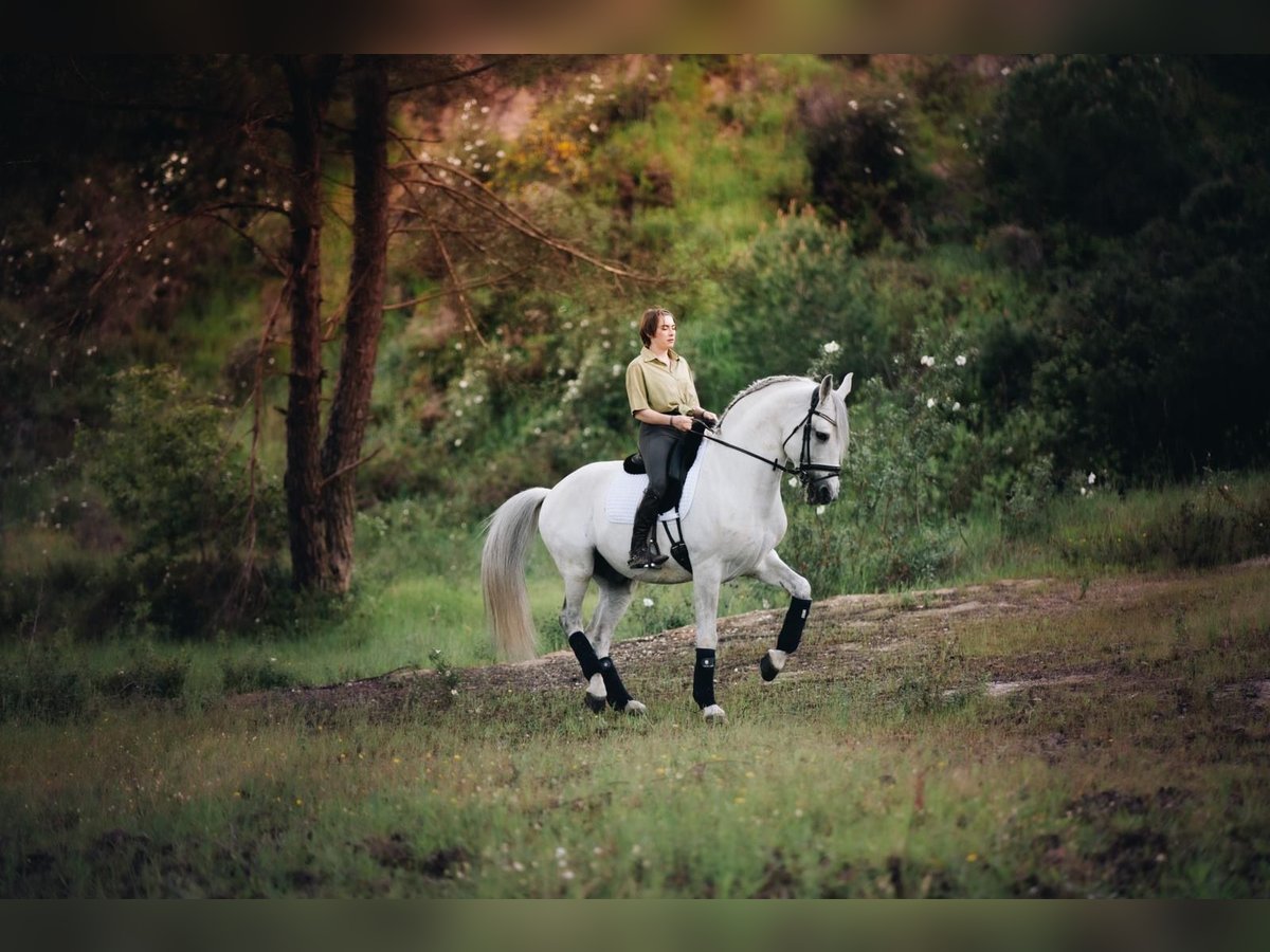 Lusitanien Étalon 13 Ans 163 cm Blanc in Coruche