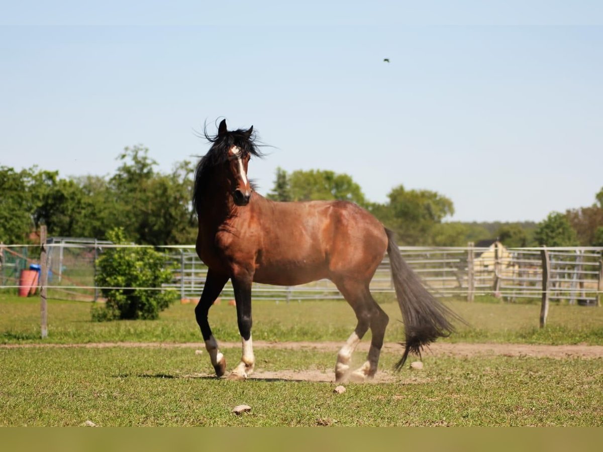 Lusitanien Étalon 16 Ans 155 cm Bai in Wittstock/Dosse Zootzen